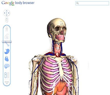 Google Body Browser